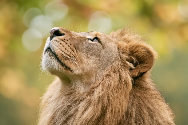Male lion gazing upward in profile close-up outdoors
