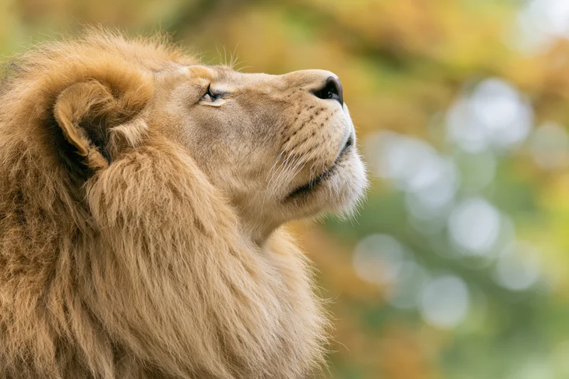 Male lion gazing upward in profile close-up with mane and golden fur against blurred natural background