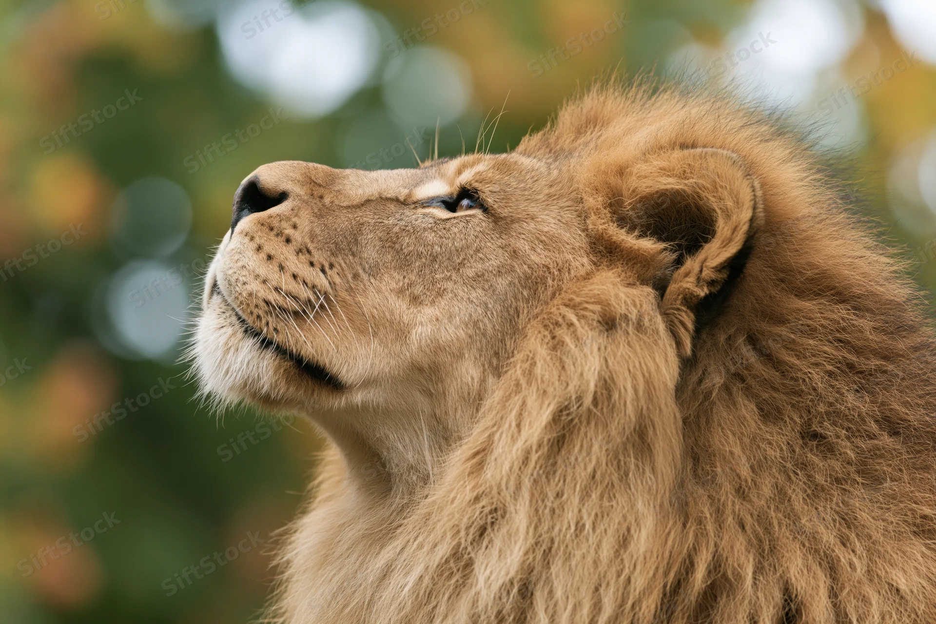 Male lion gazing upward in profile close-up with mane and fur details visible against blurred green background