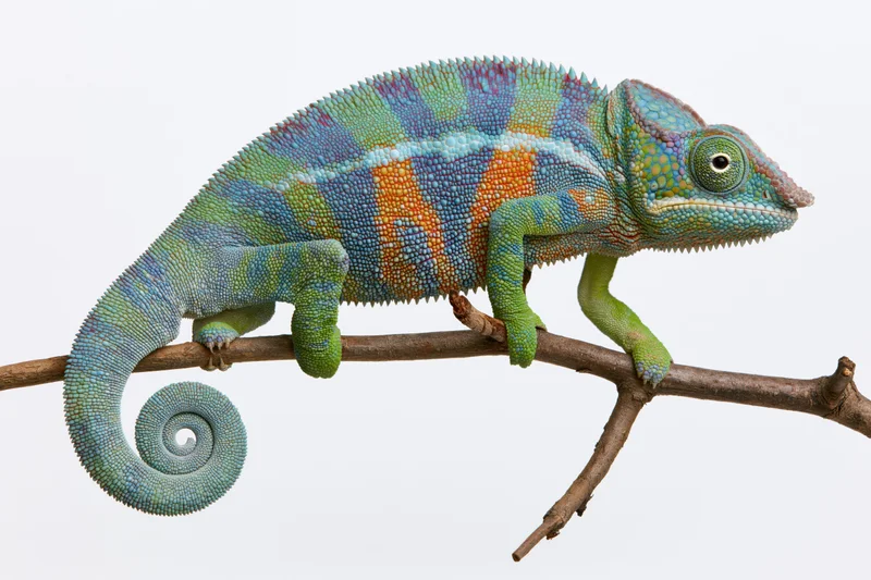 Panther chameleon perched sideways on a bare forked branch against white background