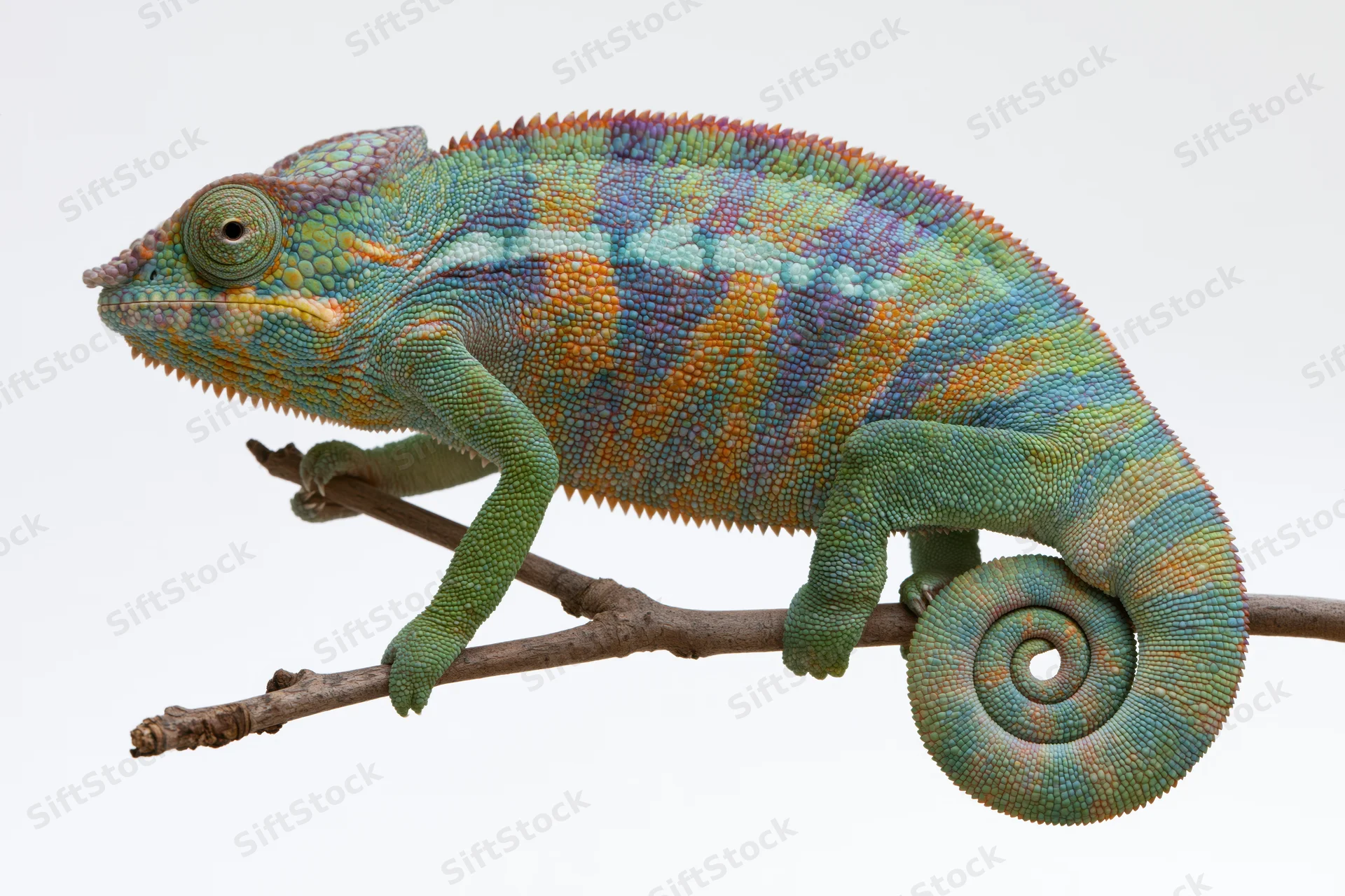 Panther chameleon perched sideways on a bare forked branch against white background