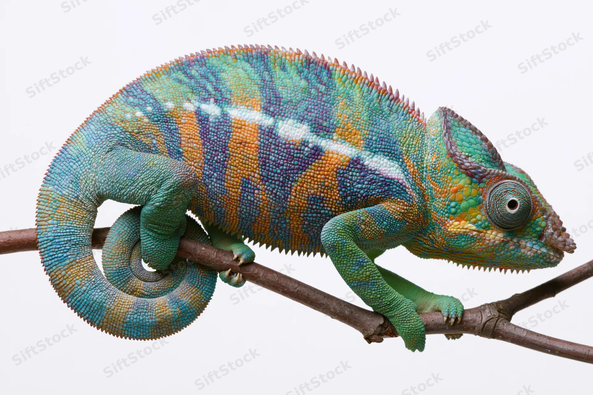 Panther chameleon perched sideways on a bare forked branch against white background