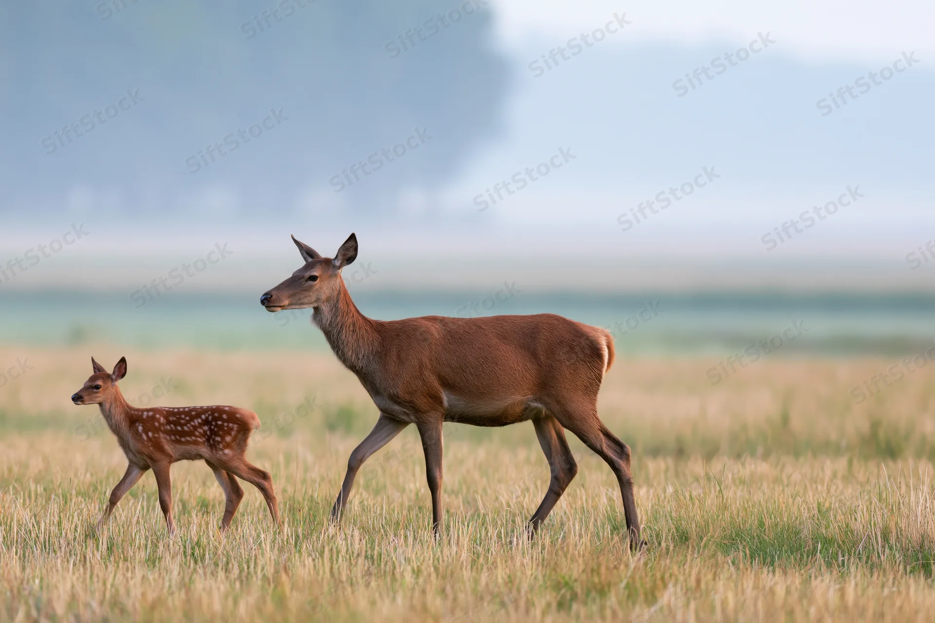 Doe and fawn walking through open meadow in natural habitat