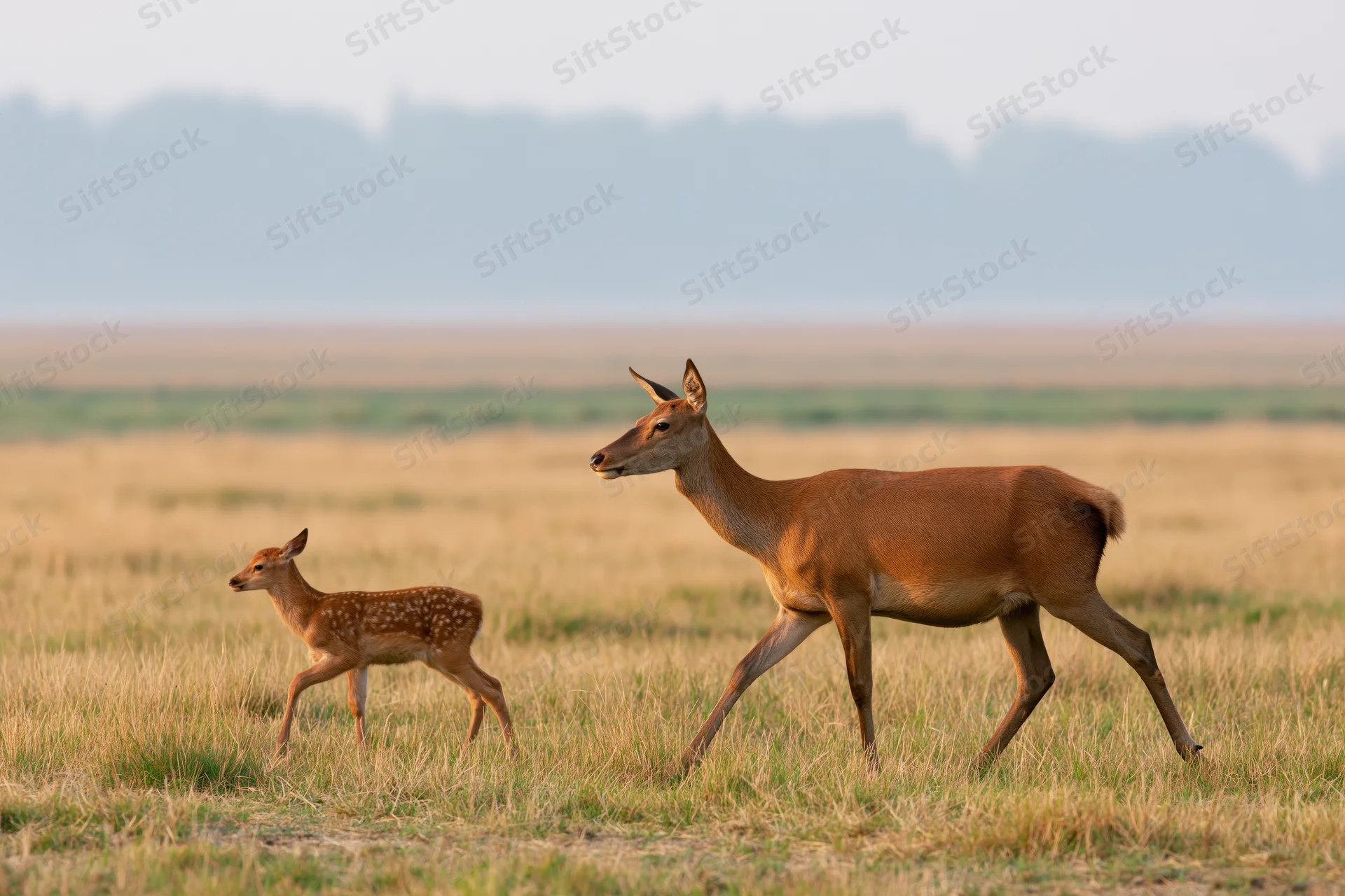 Doe and fawn walking alertly through a golden meadow