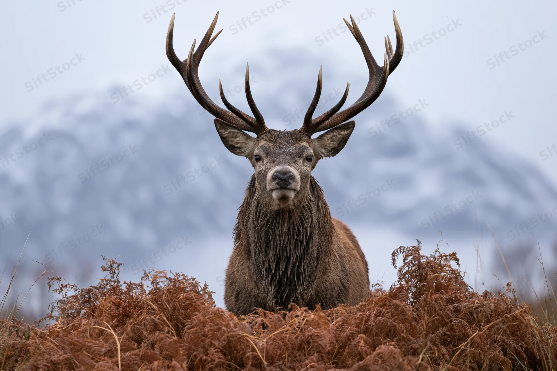 Red deer stag standing alert among brown ferns with snow-covered mountains in the background