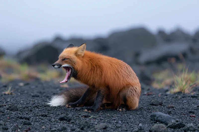 Red fox yawning with mouth wide open on dark volcanic ground