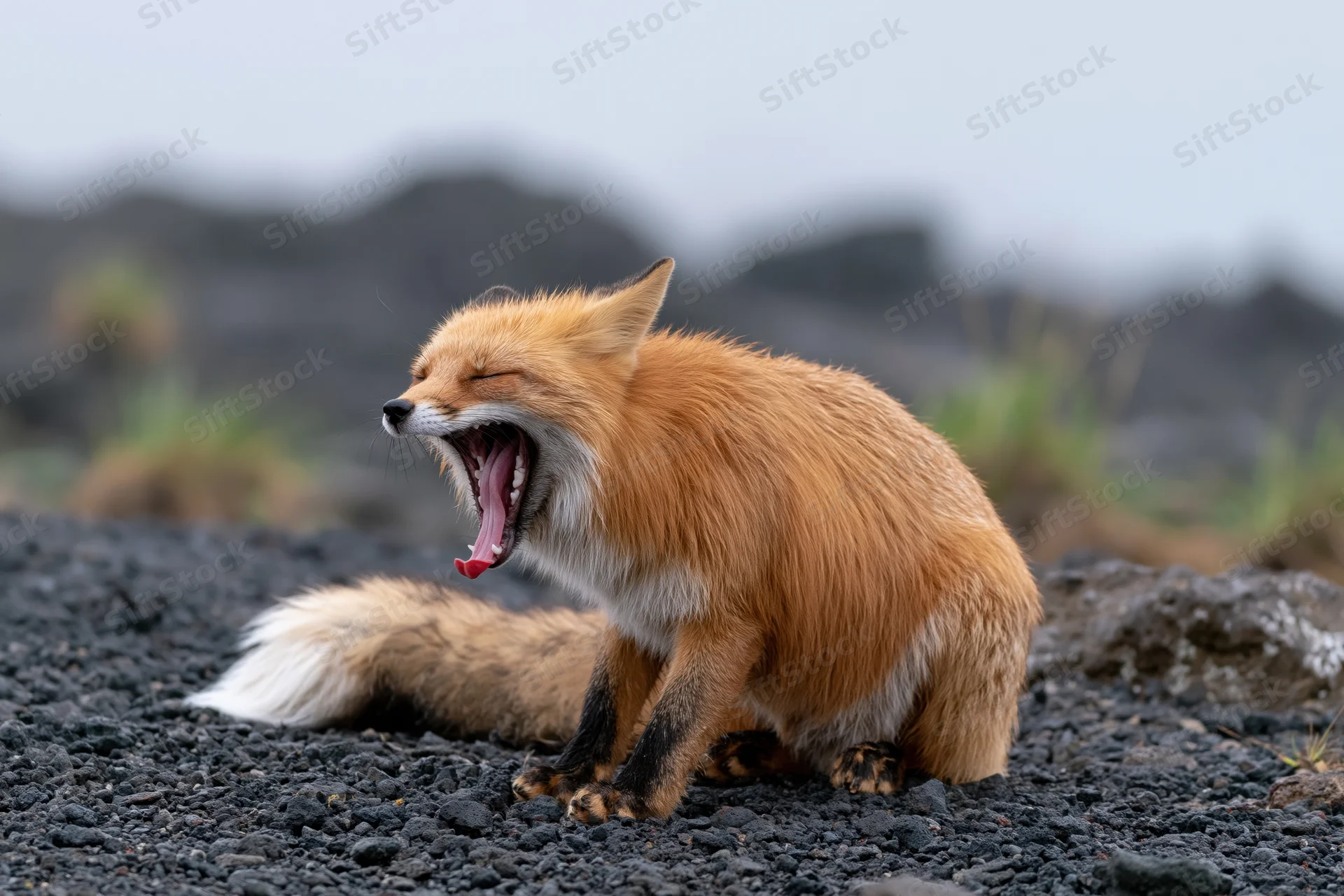 Red fox mid-yawn with mouth wide open and pink tongue visible on rocky ground