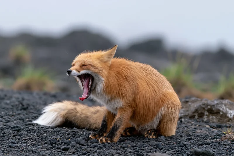 Red fox mid-yawn with mouth wide open and pink tongue visible on rocky ground