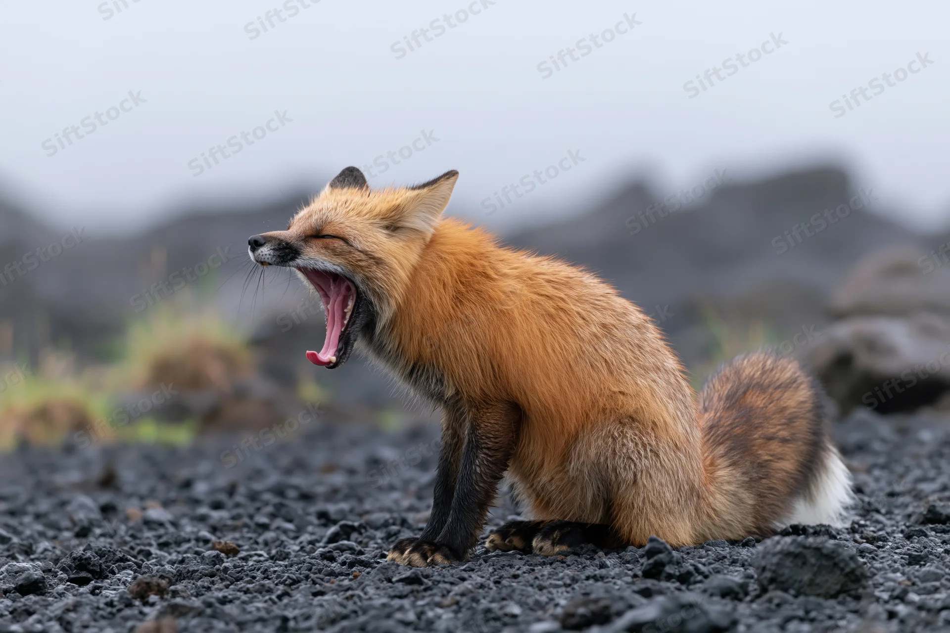 Red fox mid-yawn with mouth wide open and pink tongue visible on rocky ground
