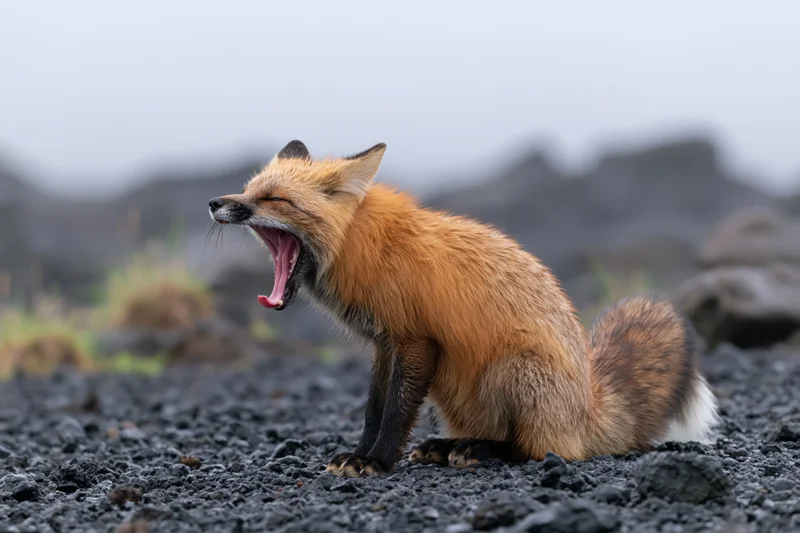 Red fox mid-yawn with mouth wide open and pink tongue visible on rocky ground