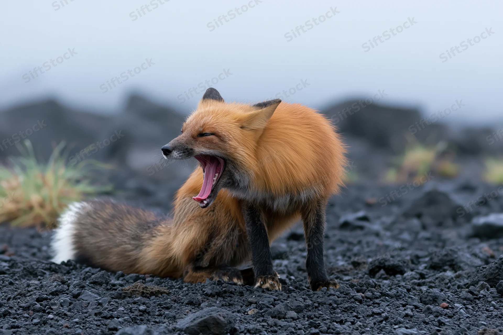 Red fox yawning with mouth wide open on dark volcanic ground
