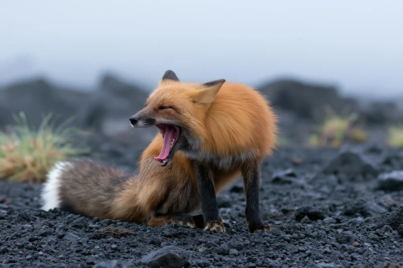 Red fox yawning with mouth wide open on dark volcanic ground