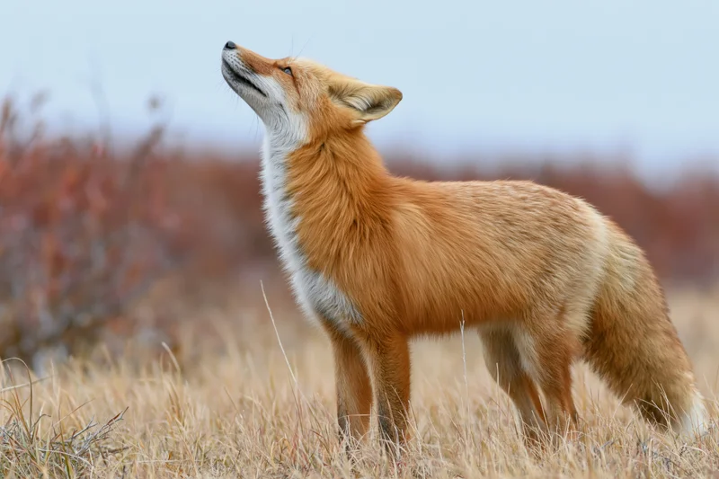 Red fox standing alert in a grassy meadow with head tilted upward