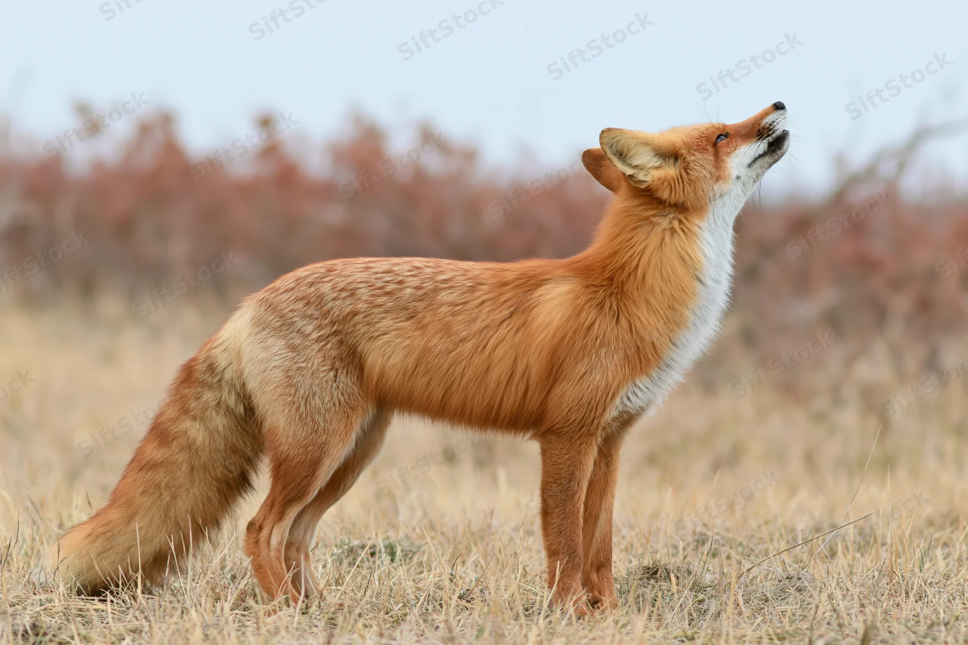 Red fox standing alert in a dry grassy meadow with head tilted upward
