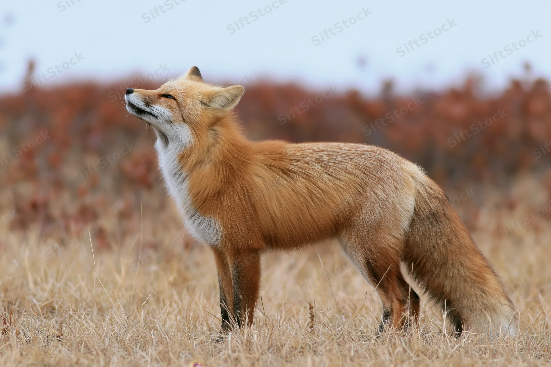 Red fox standing alert in a dry grassy meadow with head tilted upward and eyes closed