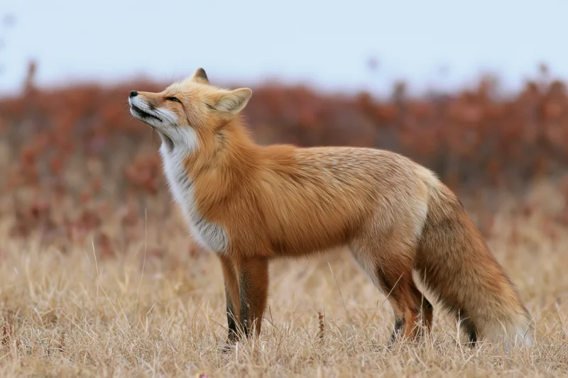 Red fox standing alert in a dry grassy meadow with head tilted upward and eyes closed