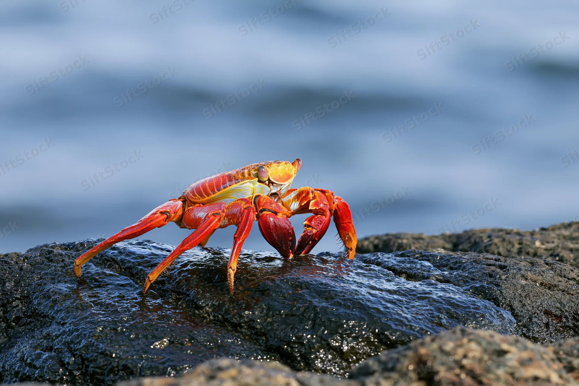 Sallylightfoot crab perched on wet black volcanic rock by the ocean