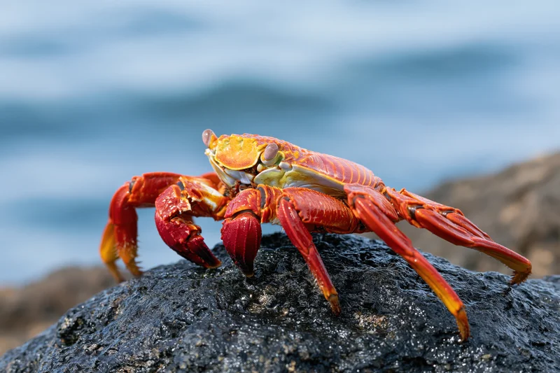 Sallylightfoot crab perched on wet black volcanic rock by the ocean