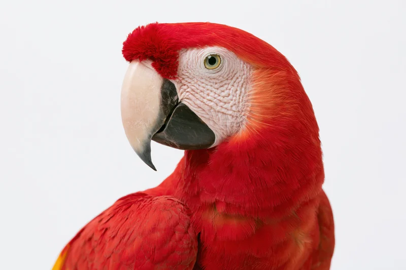 Scarlet macaw in profile showing red plumage and curved beak against white background