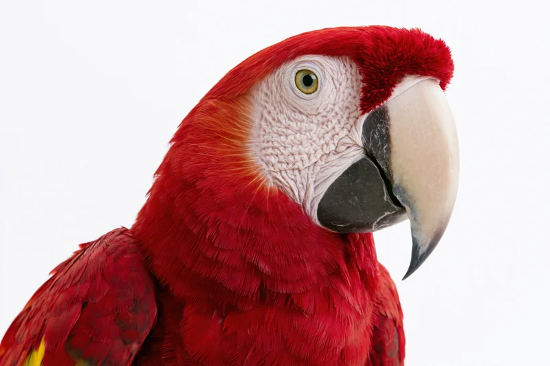 Scarlet macaw in profile showing red plumage and curved beak against white background