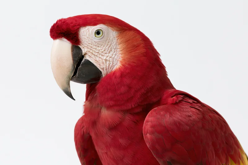 Scarlet macaw in profile showing red plumage and curved beak against white background