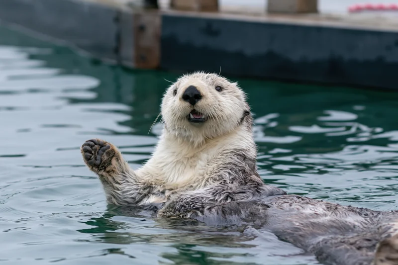 Sea otter floating on its back in calm water with one paw raised near a dock