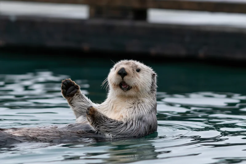 Sea otter floating on its back in calm water with one paw raised near a wooden dock