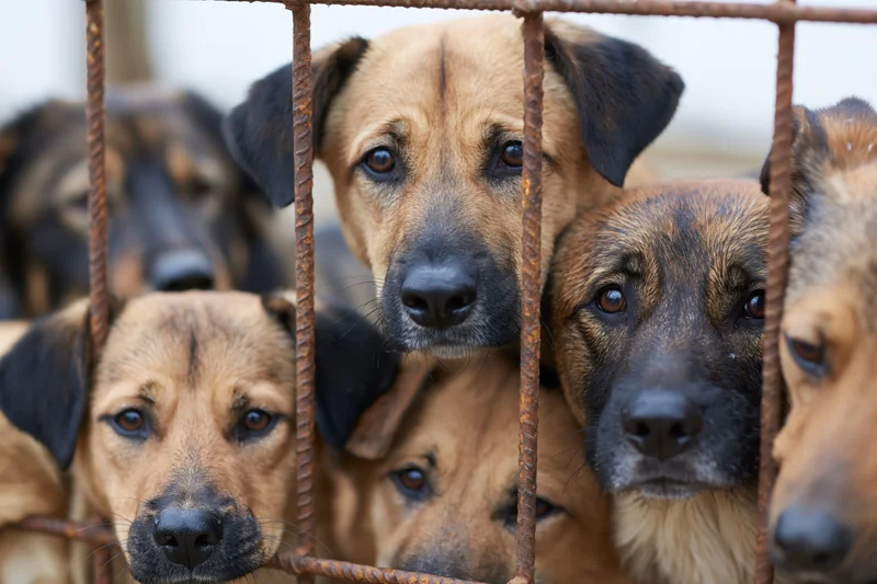 Mixed-breed puppies pressing faces against rusty metal bars in a shelter enclosure