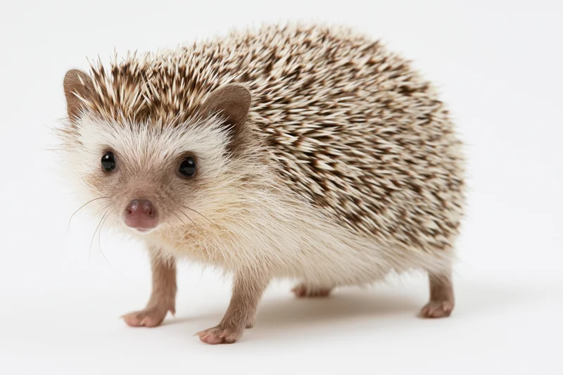 Small hedgehog standing alert and facing the camera on white background