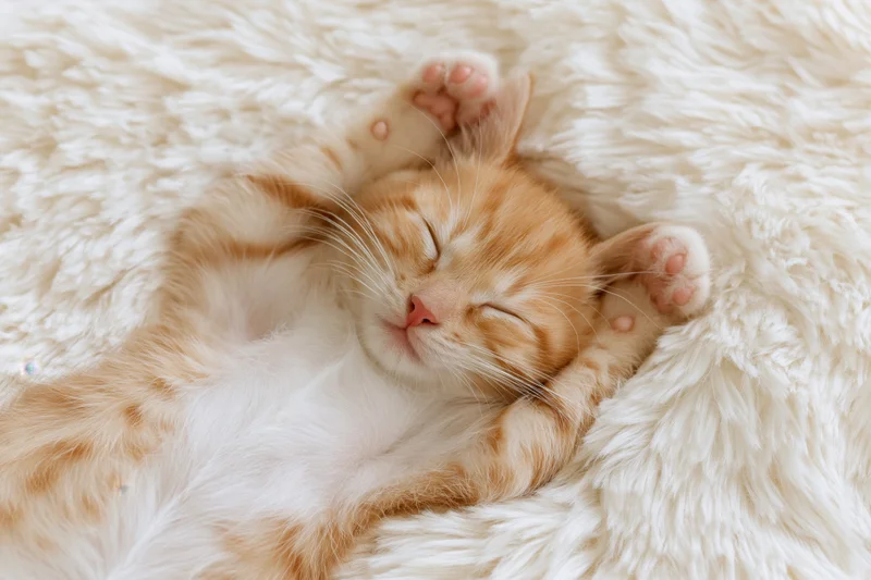 Orange tabby kitten sleeping on its back on a white fluffy blanket
