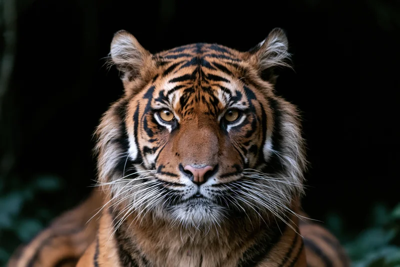 Closeup portrait of a sumatran tiger facing forward in a dark forest setting