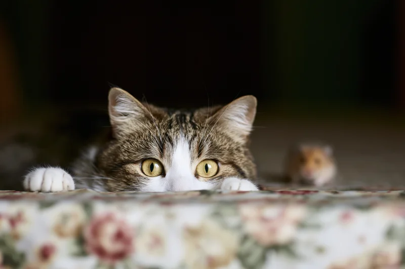 Tabby and white cat peeking over edge of floral patterned tablecloth in home interior