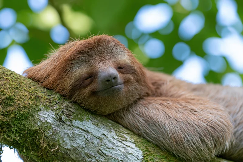 Three-toed sloth resting its head on a mossy tree branch in a lush green forest