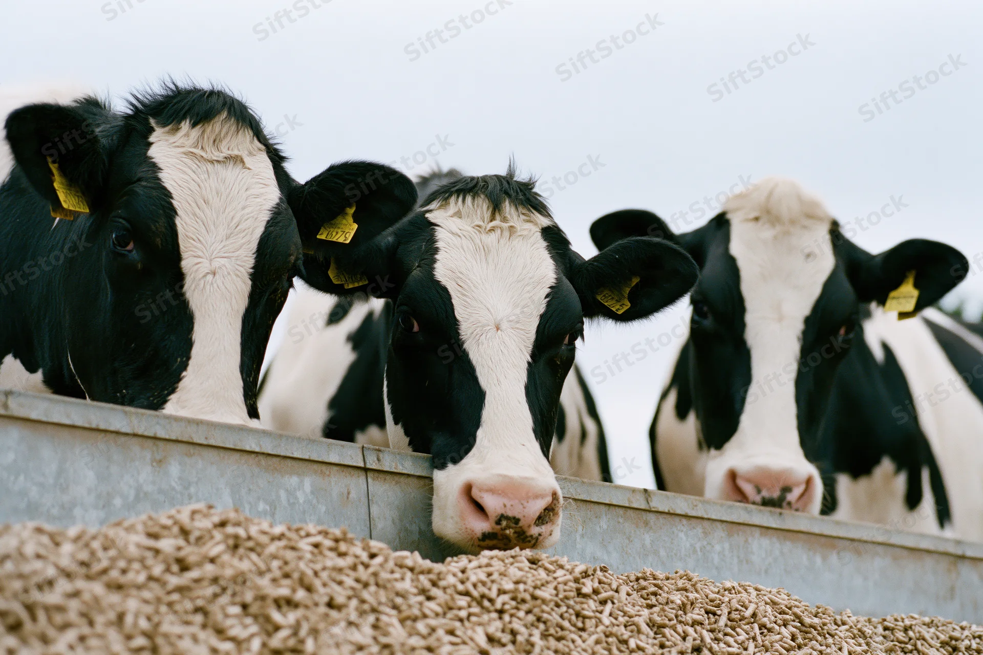 Three holstein cows eating grain from a metal trough on a farm