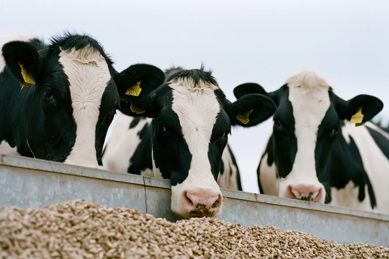 Three holstein cows eating grain from a metal trough on a farm