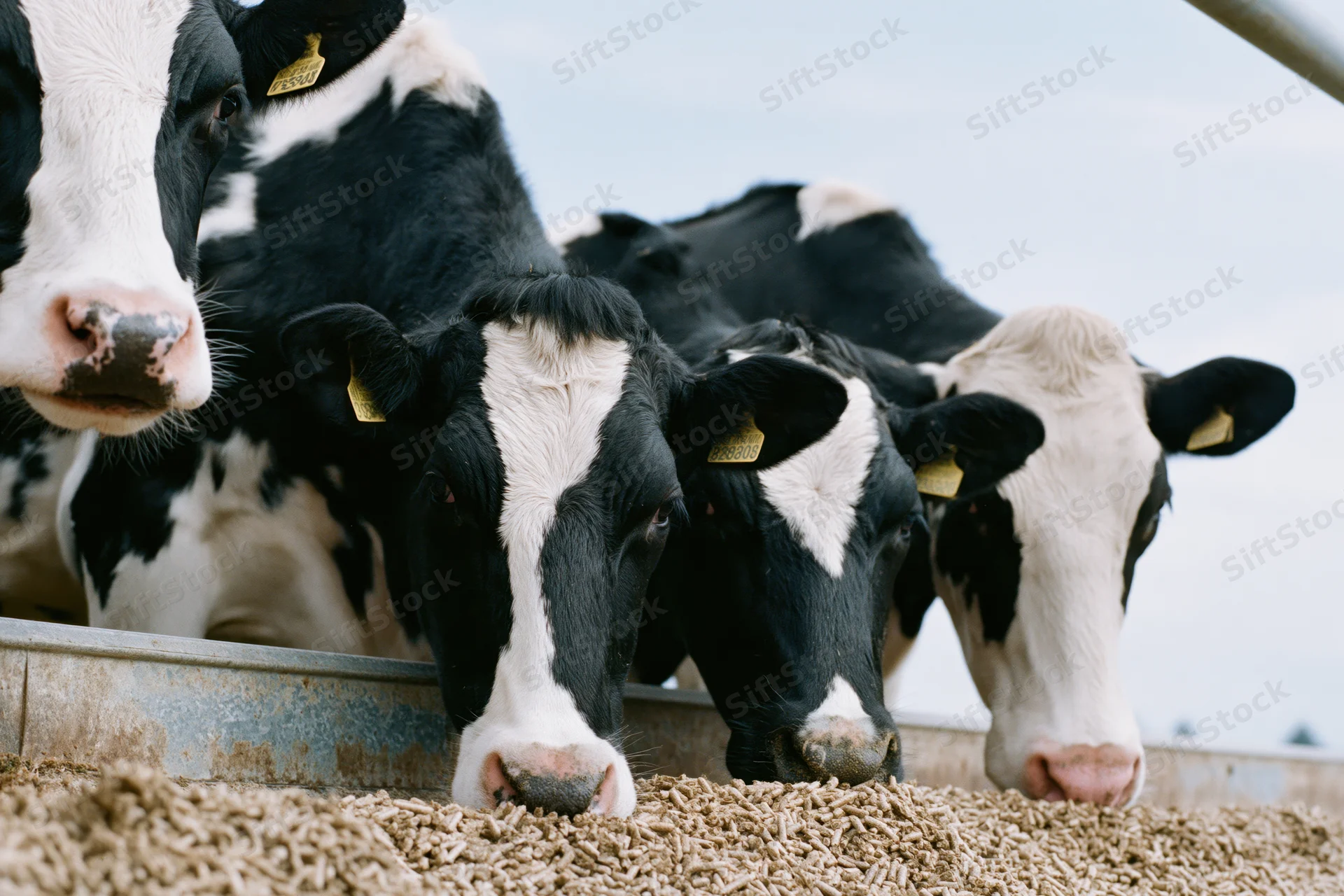 Holstein cows eating grain feed from a metal trough on a farm