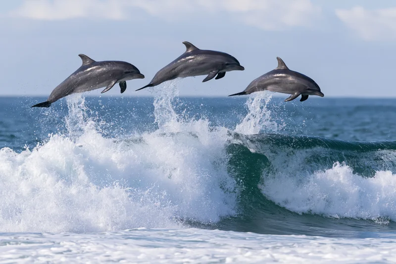 Three dolphins leaping above a breaking wave in the ocean