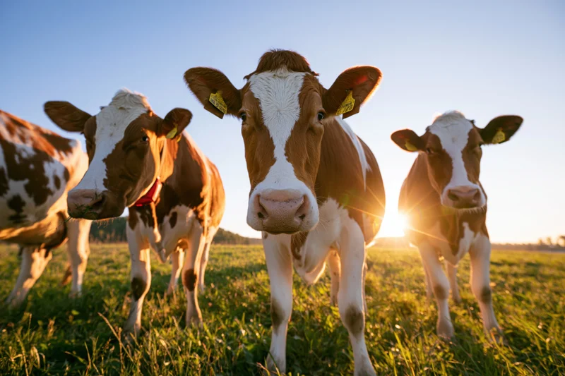 Three brown and white dairy cows standing in a grassy field at sunrise