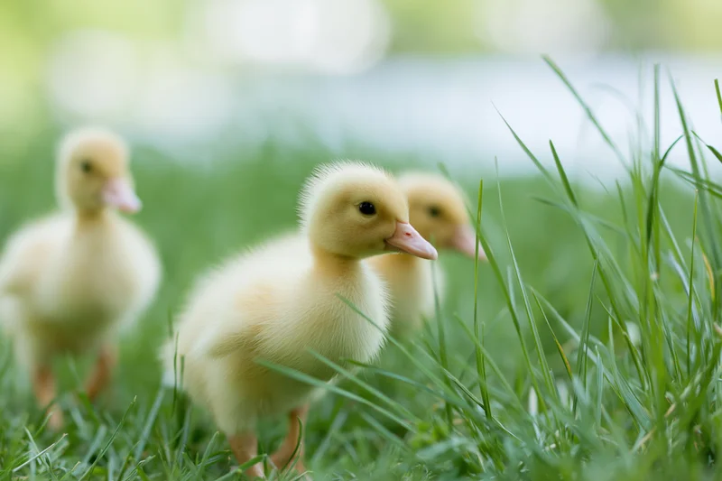 Three fluffy yellow ducklings walking through tall green grass