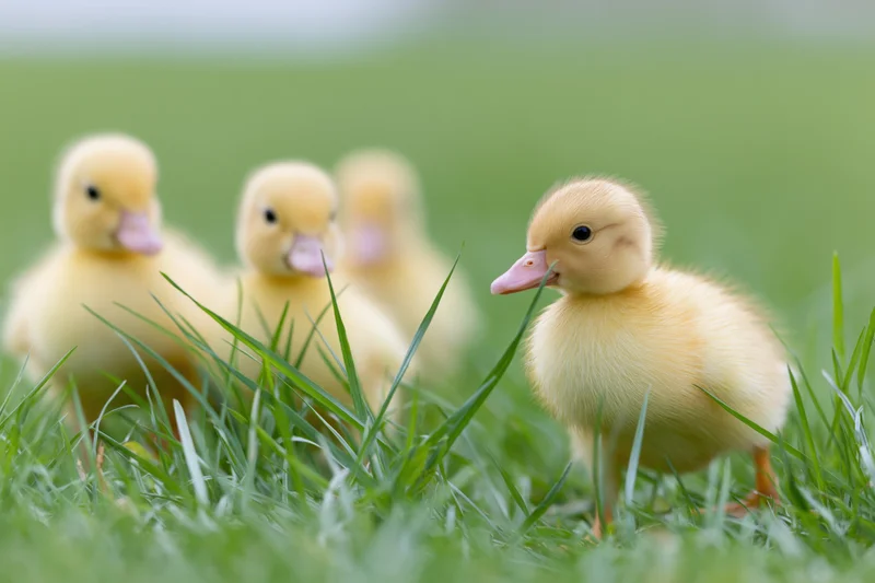 Fluffy yellow ducklings walking through tall green grass in a field
