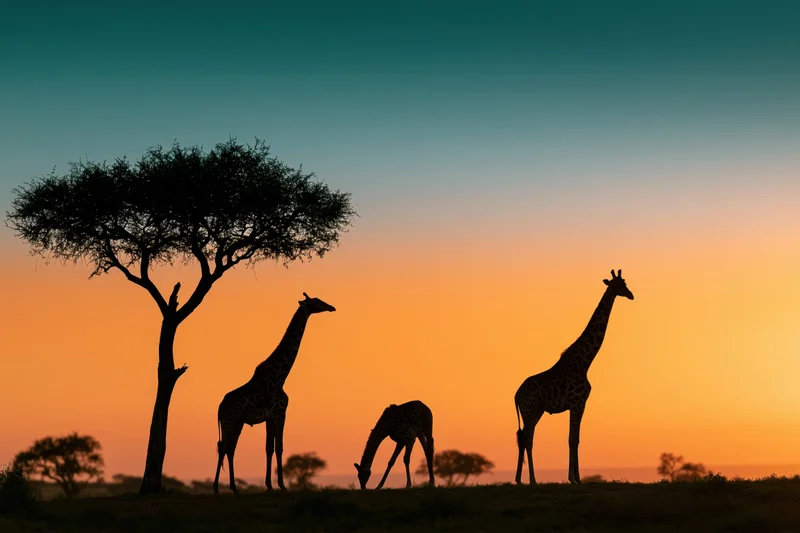 Three giraffes silhouetted against an african savanna sunset