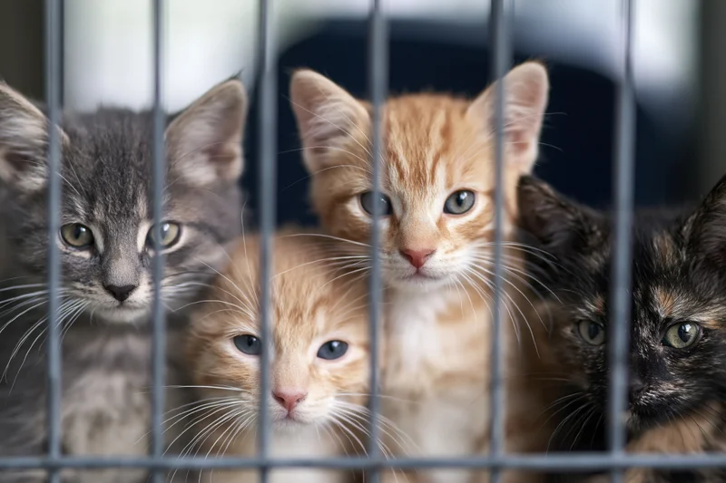 Four kittens with gray, orange, and tortoiseshell fur looking through metal cage bars