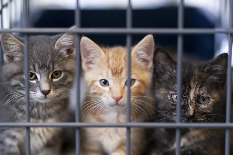 Three kittens of grey tabby, orange tabby, and dark tortoiseshell looking through metal cage bars