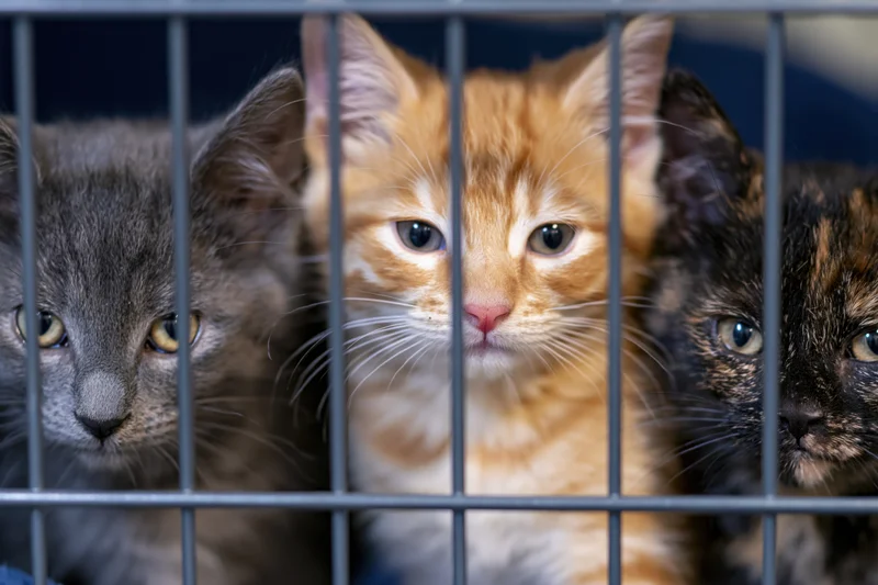 Three kittens with tabby, orange, and dark tortoiseshell fur looking through cage bars in a shelter setting