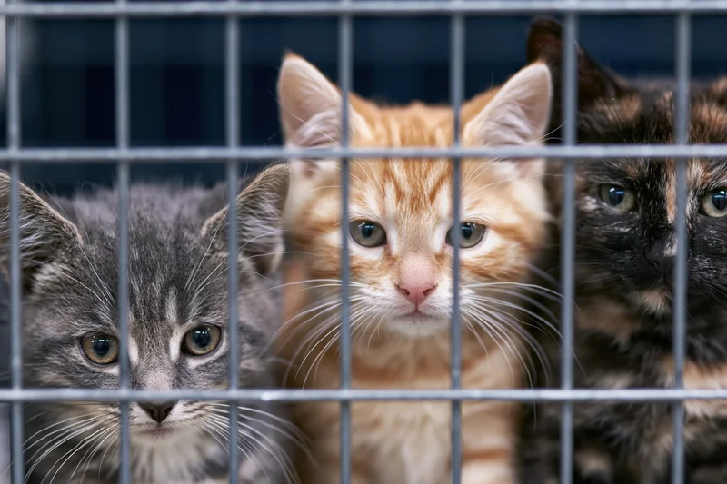 Three kittens with grey, orange and tortoiseshell fur looking through metal cage bars