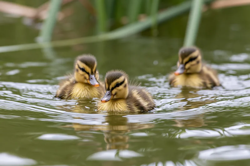 Three mallard ducklings swimming together on calm pond surface with reeds in background