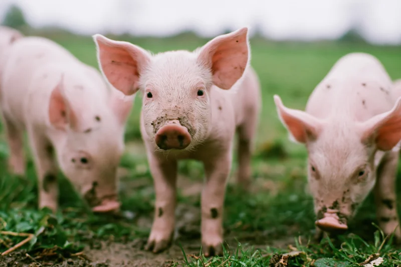 Three piglets standing on muddy grass pasture with one facing forward