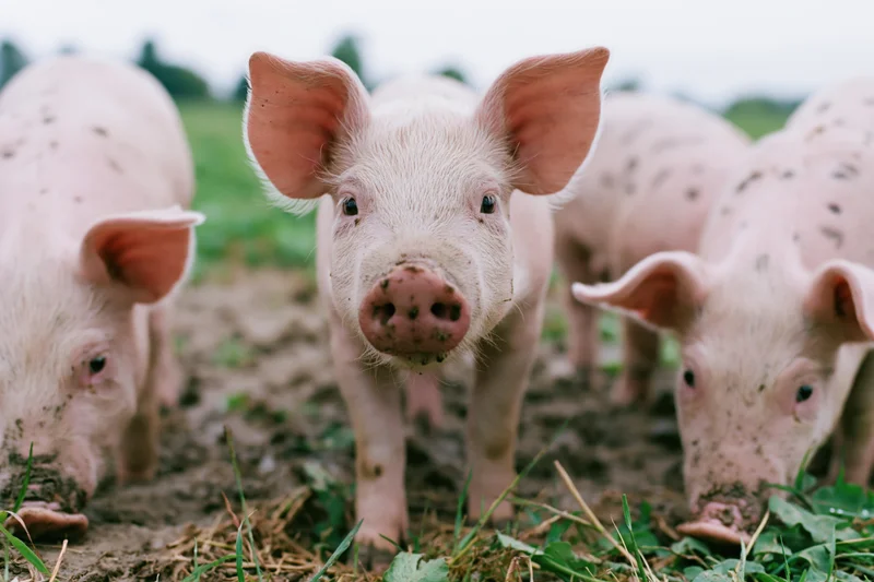 Three piglets standing on muddy grass pasture with one facing camera