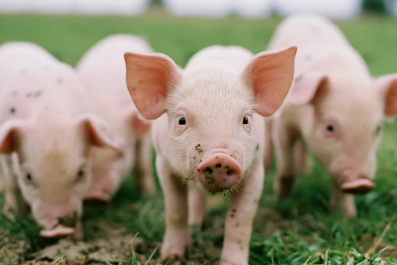 Piglet standing in muddy grass pasture with other piglets around