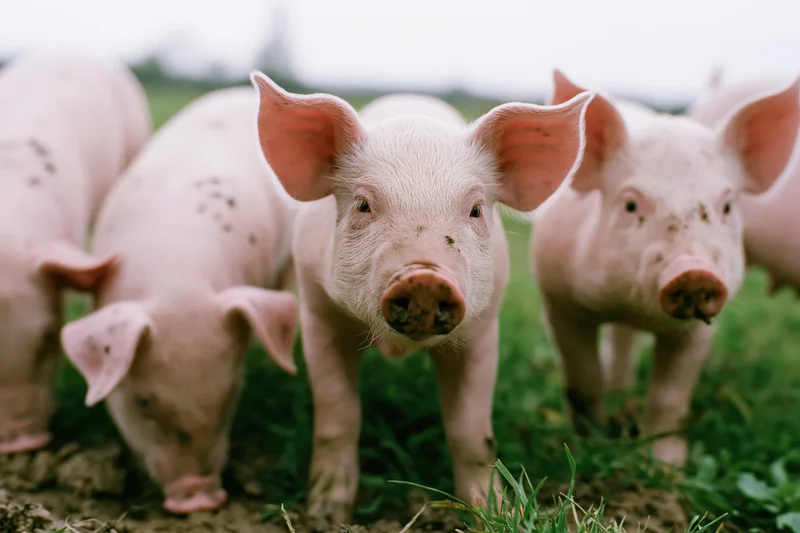 Piglets standing in a muddy grass pasture facing the camera